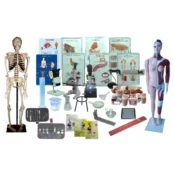 Alat Peraga Biologi SMA